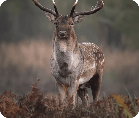 Wildlife Protection